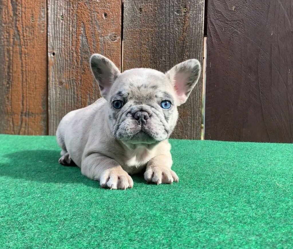 Blue merle french bulldog/Blue merle frenchie/Blue merle bulldog