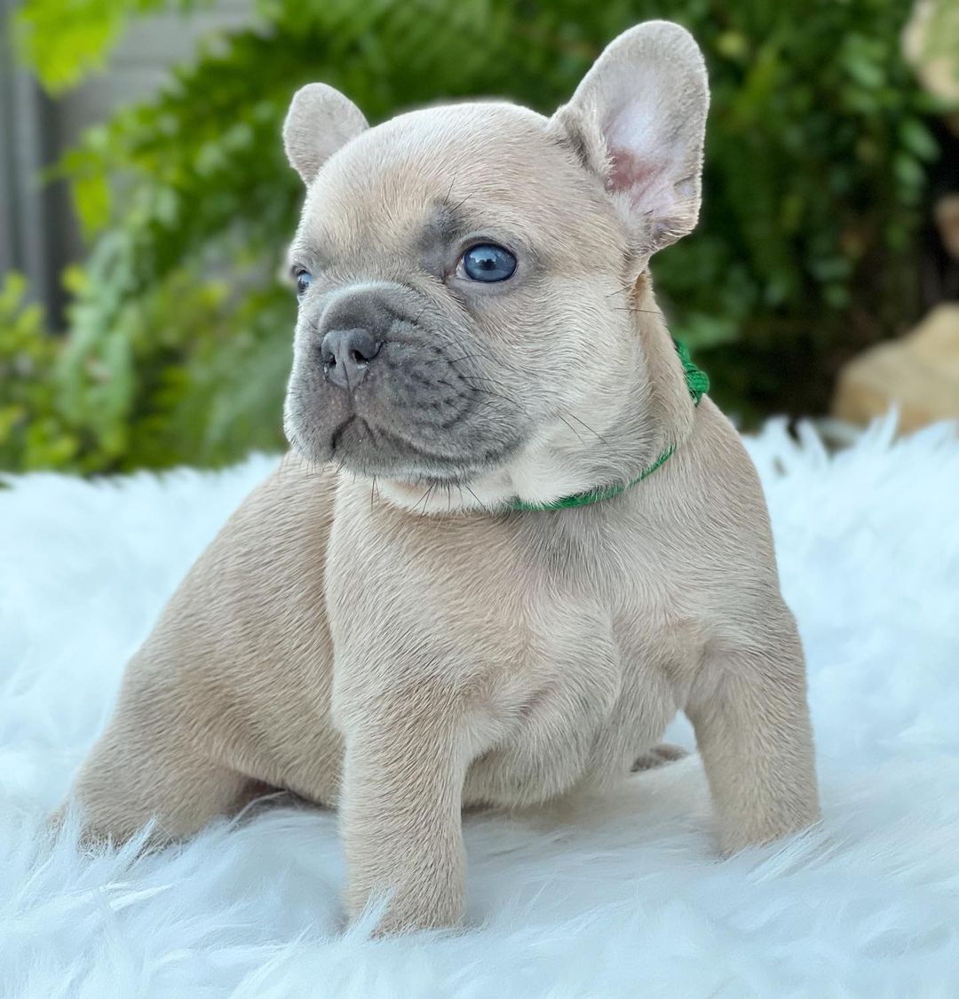 French bull dog for sale/French bulldog puppies for sale