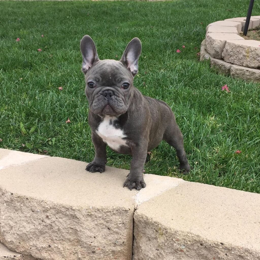 French bulldog puppies for sale under 1000/Cheap french bulldog