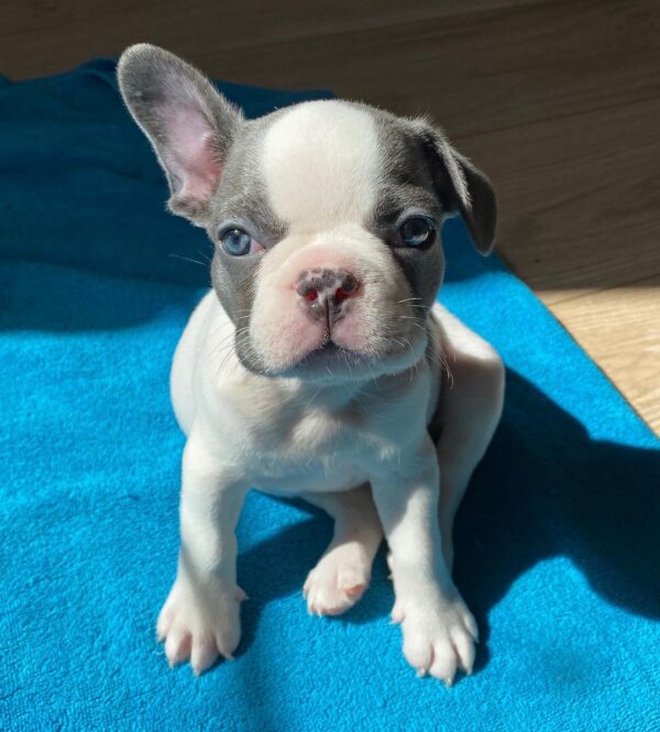 blue french bulldogs breeders/blue french bulldogs for sale near me