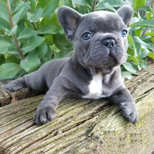 frenchie for sale