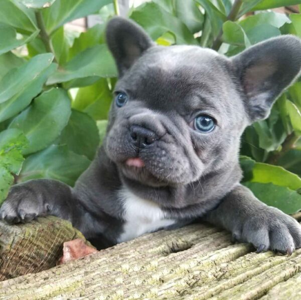 Frenchie for sale/Frenchie puppies for sale/Frenchies for sale