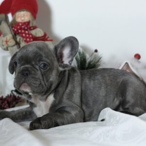 french bulldog puppies for sale