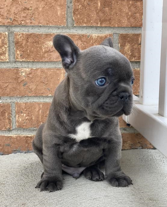 French bulldog puppies near me/French bulldog for sale