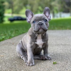 blue french bulldog puppies for sale