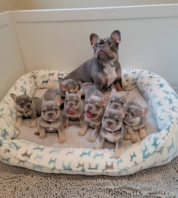 frenchies for sale/frenchies for sale near me