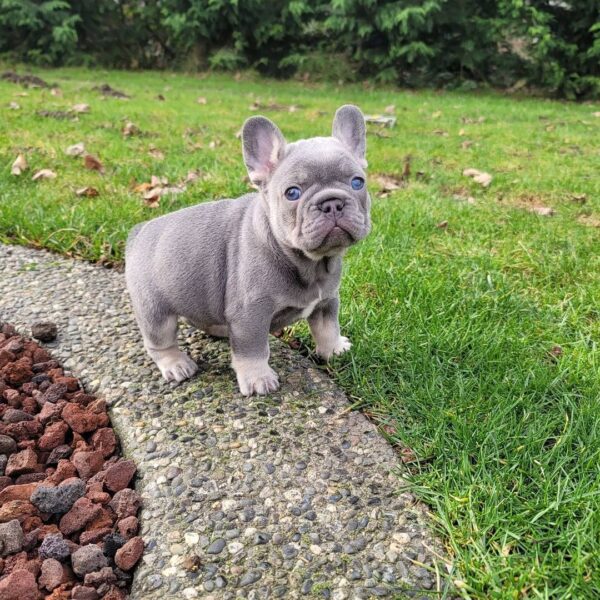 frenchies for sale/frenchies for sale near me