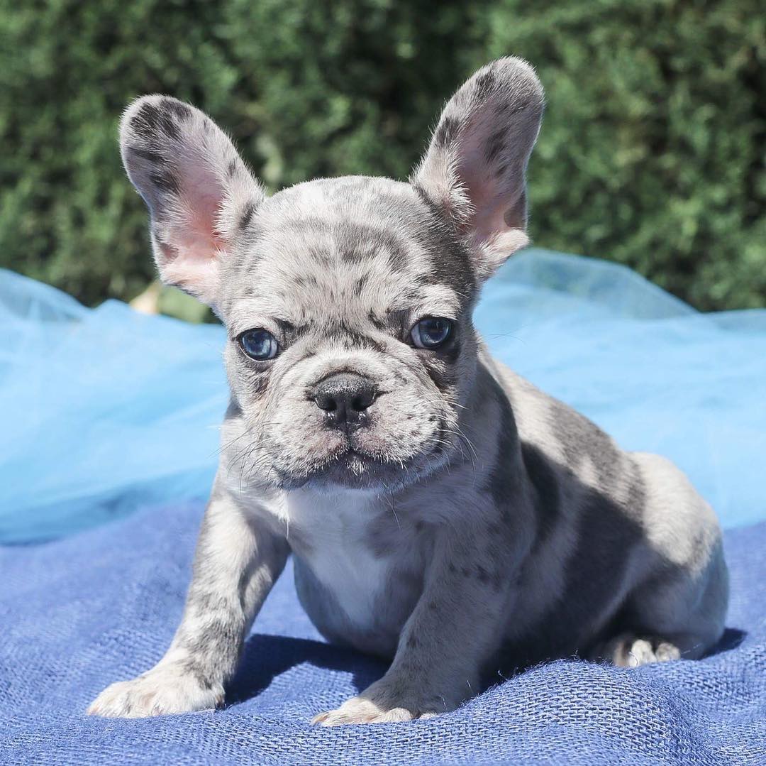 Mini french bulldog for sale/Teacup french bulldog puppies for sale