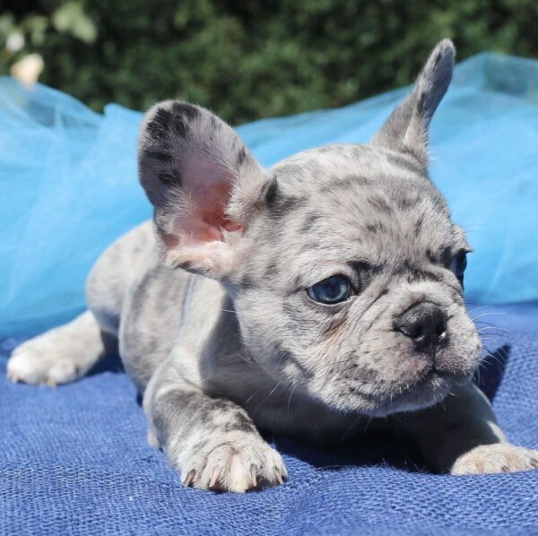 mini french bulldog for sale/teacup french bulldog puppies for sale