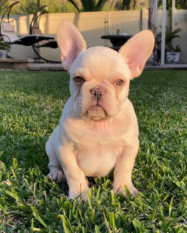 french bulldogs near me for sale