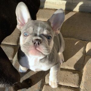 Buy French Bulldog