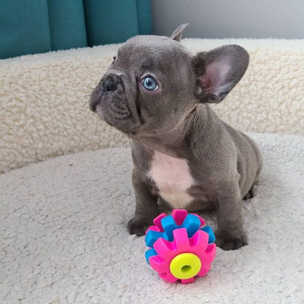 French bulldog for sale/Frenchie puppies for sale near me