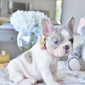 cheap french bulldog puppies under $500/frenchies for sale near me