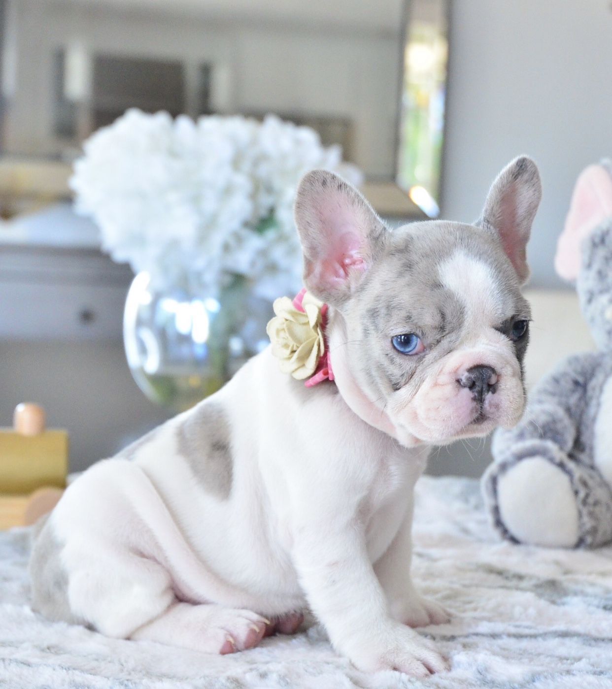 cheap french bulldog puppies under $500/frenchies for sale near me