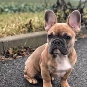 cheap french bulldog puppies under $500/frenchies for sale near me
