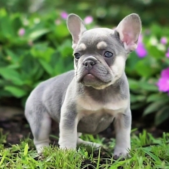 French Bulldogs for sale/Frenchies for sale/Cheap French bulldogs
