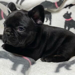 micro mini french bulldog