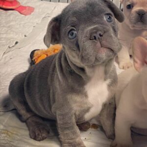 miniature blue french bulldog puppies for sale