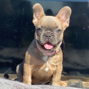 california french bulldog breeders