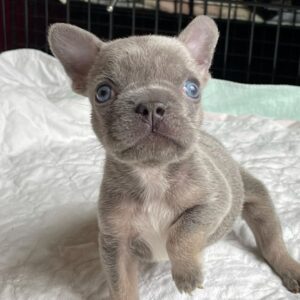 french bulldogs for sale in washington