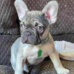 blue french bulldogs breeders