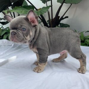 blue and tan french bulldog