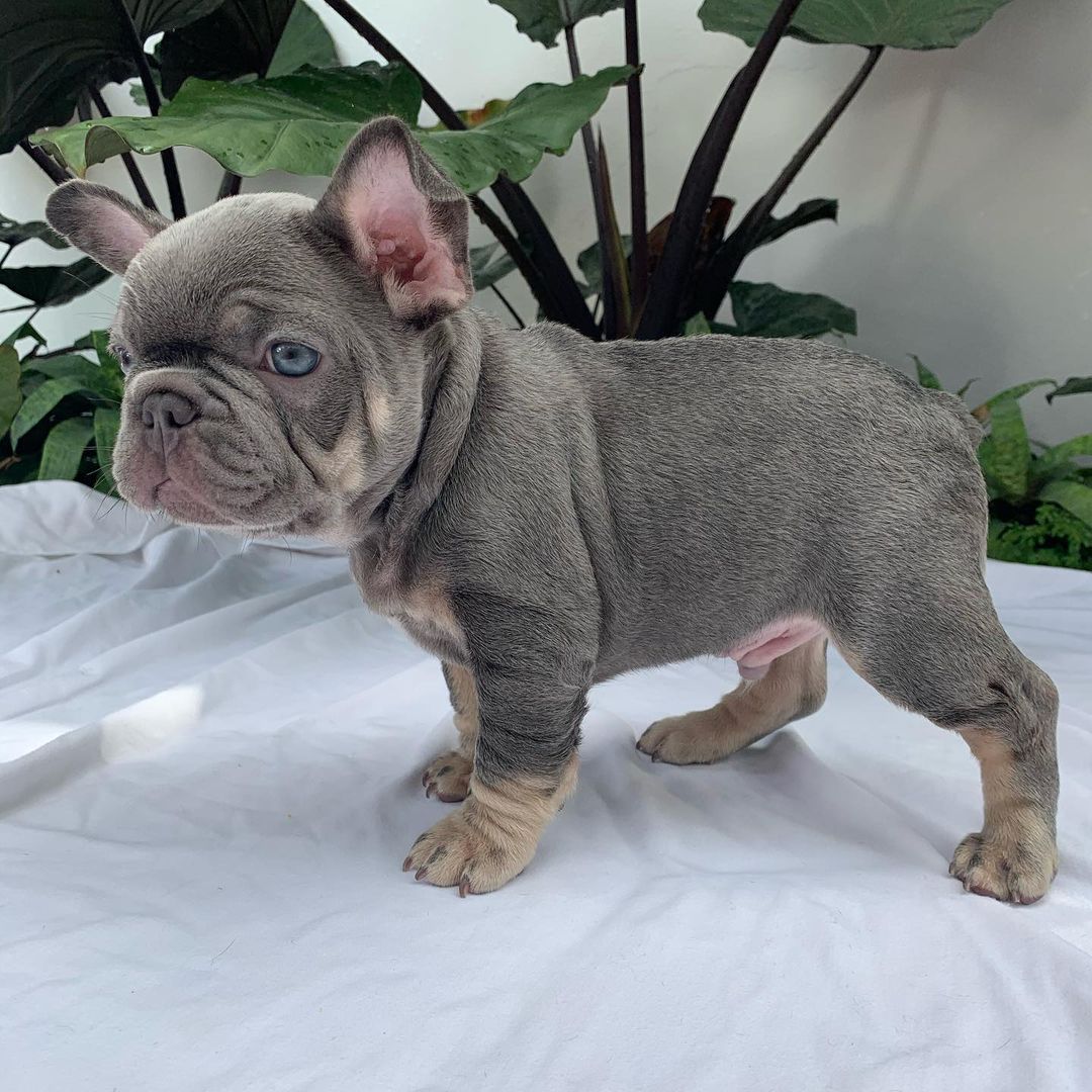blue and tan french bulldog/blue and tan french bulldog for sale
