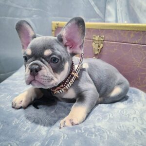 buy french bulldog near me