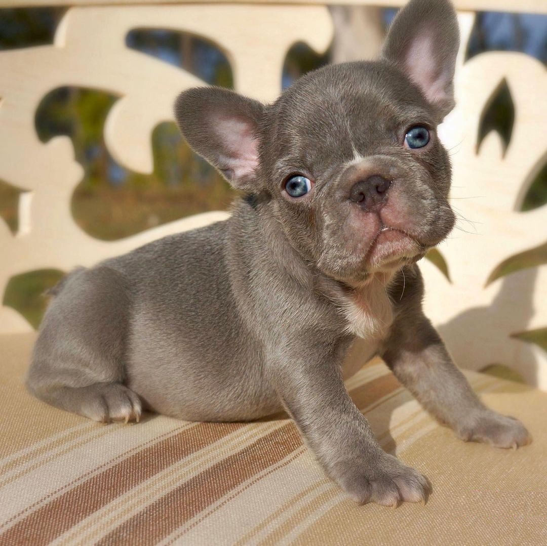 French bulldog for sale uk/French bulldog puppies for sale uk