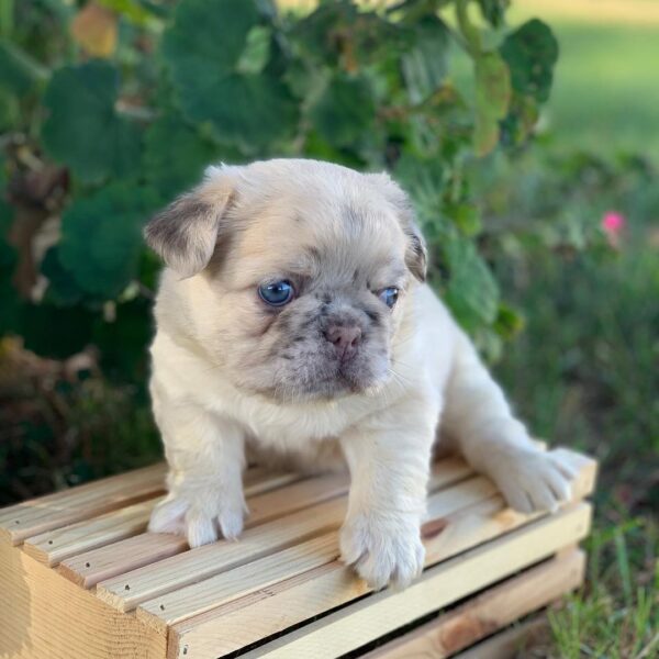 french bulldog puppies for sale in alabama/