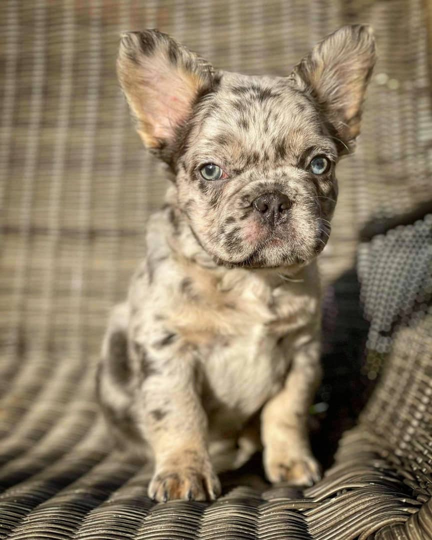 French bulldog for sale bakersfield CA/Buy French bulldog near me