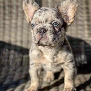 french bulldog for sale bakersfield ca