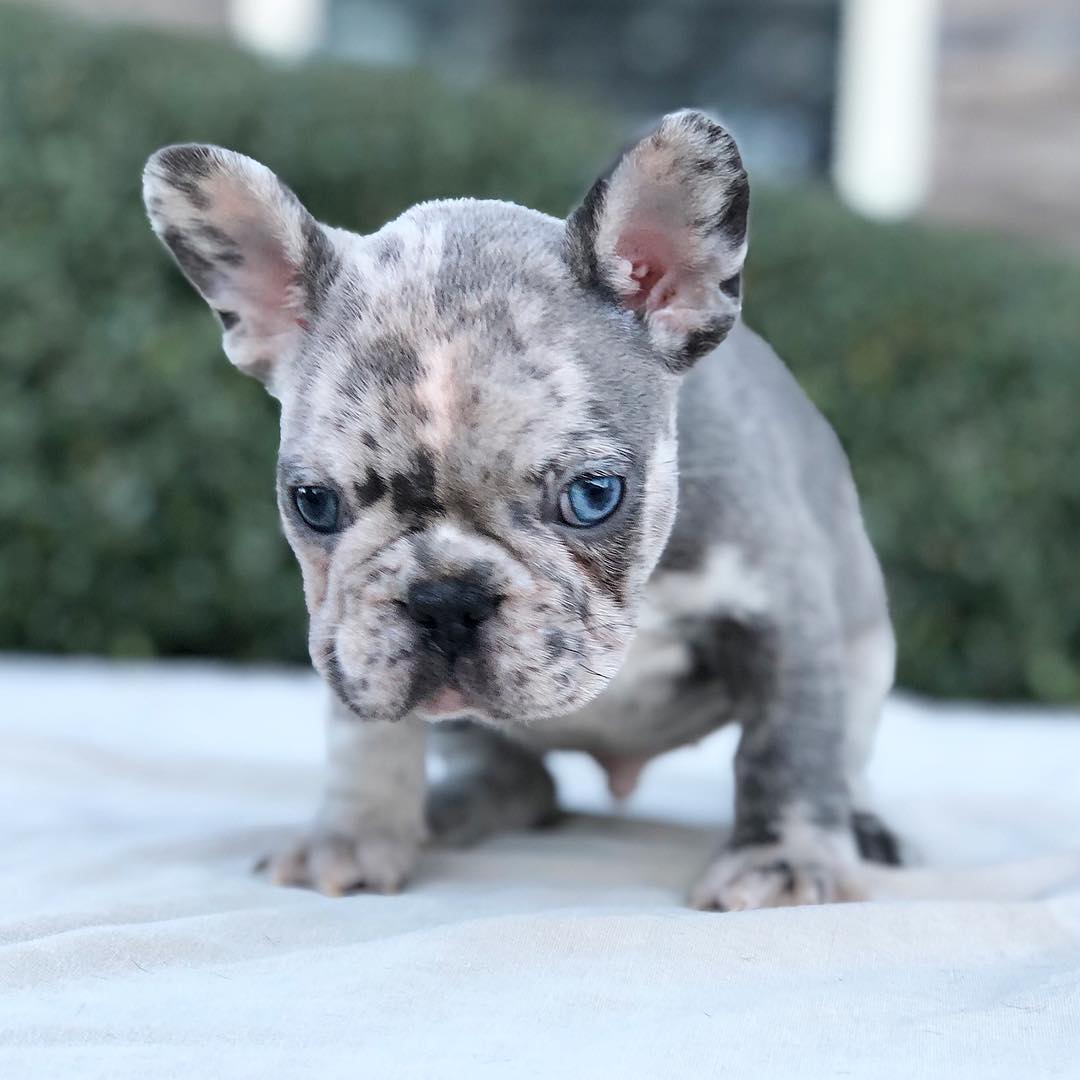 Chocolate french bulldog/Chocolate french bulldog for sale