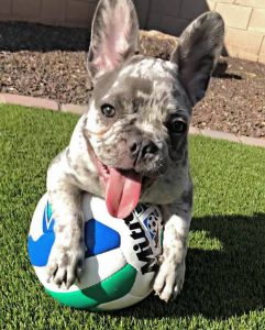 puppies for sale in california