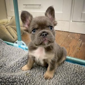 dogs near me for sale