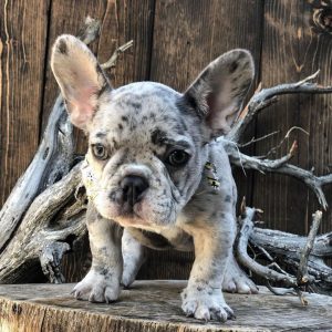 mini french bulldog breeders near me