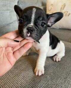 Frenchie puppies for sale