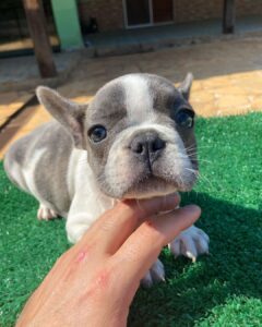 craigslist French bulldog for sale