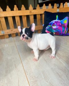 French bulldog for sale Sacramento