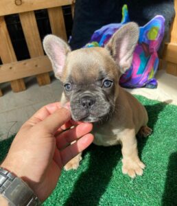 fluffy frenchies for sale